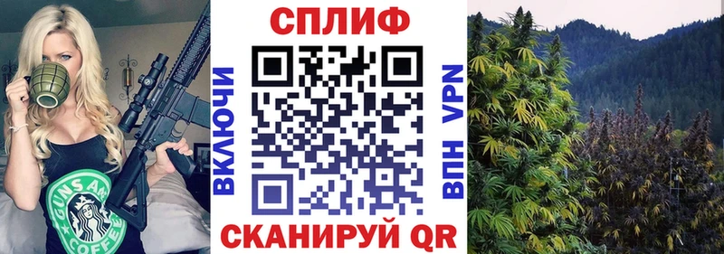 Конопля сатива  Купить где  Гдов 
